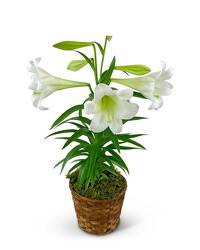 Easter Lily In Basket -A local Pittsburgh florist for flowers in Pittsburgh. PA Easter Lily In Basket -A local Pittsburgh florist for flowers in Pittsburgh. PA