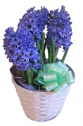 Hyacinth plant with bow -A local Pittsburgh florist for flowers in Pittsburgh. PA Hyacinth plant with bow -A local Pittsburgh florist for flowers in Pittsburgh. PA