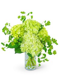 Green Glow -A local Pittsburgh florist for flowers in Pittsburgh. PA Green Glow -A local Pittsburgh florist for flowers in Pittsburgh. PA