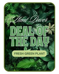 Green Plant Deal of the Day -A local Pittsburgh florist for flowers in Pittsburgh. PA Green Plant Deal of the Day -A local Pittsburgh florist for flowers in Pittsburgh. PA