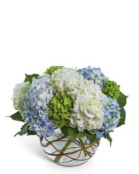 Hydrangea Heaven -A local Pittsburgh florist for flowers in Pittsburgh. PA Hydrangea Heaven -A local Pittsburgh florist for flowers in Pittsburgh. PA