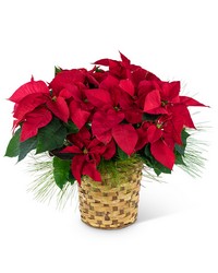 Red Poinsettia Basket -A local Pittsburgh florist for flowers in Pittsburgh. PA Red Poinsettia Basket -A local Pittsburgh florist for flowers in Pittsburgh. PA