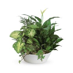 Large Dish Garden -A local Pittsburgh florist for flowers in Pittsburgh. PA Large Dish Garden -A local Pittsburgh florist for flowers in Pittsburgh. PA